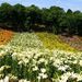 20070617_seibuyurien_0011